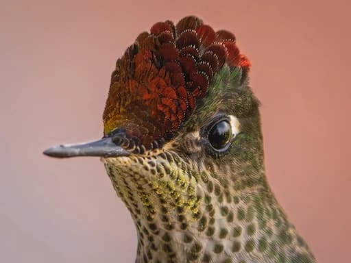 Headshot of a hummingbird